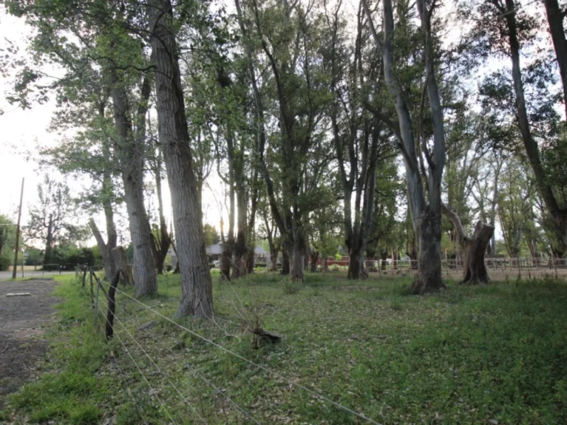 la añosa arboleda del predio de Loma Verde que la Cámara Federal de San Martín ordenó resguardar