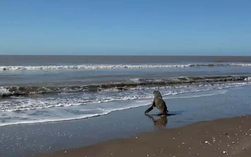 El conmovedor regreso a su hábitat del lobo marino rescatado en Escobar