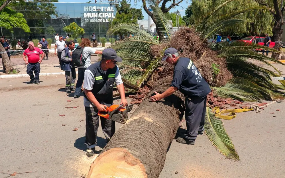 Removieron del boulevard de Garín una palmera que corría riesgo de caerse