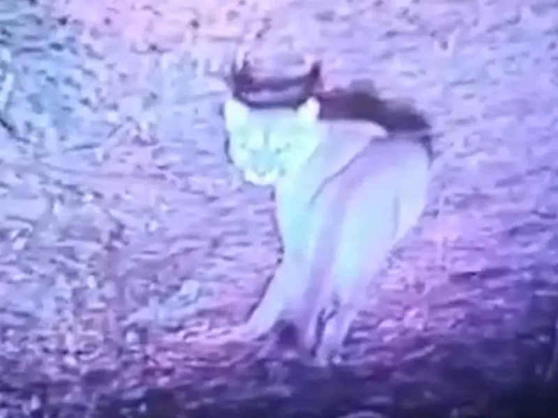 el puma en el interiro del country