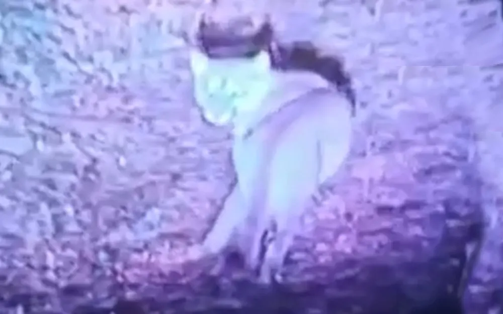 Sorpresa y preocupación en Loma Verde por la aparición de un puma suelto
