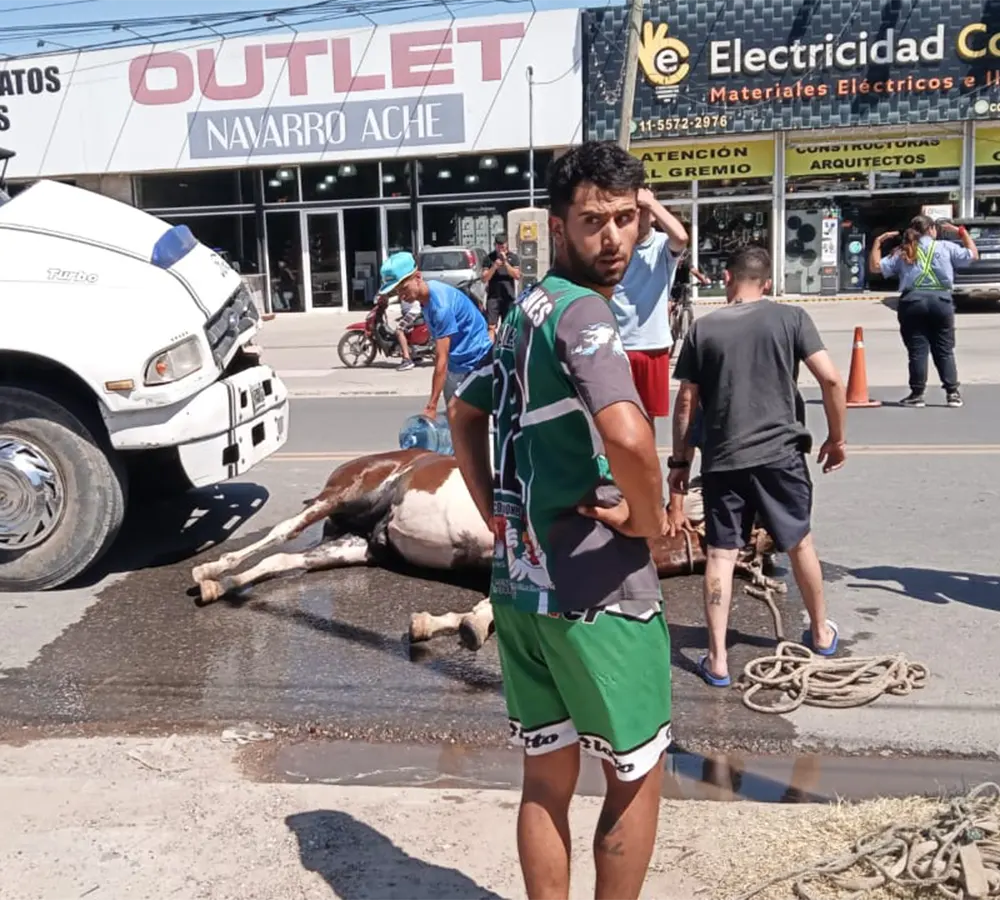 personas rodean al caballo atropellado ara socorrerlo