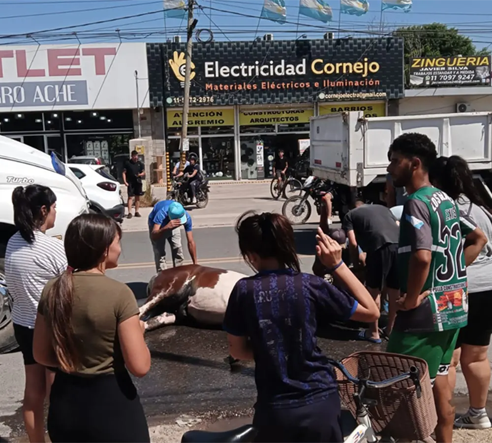 personas rodean al caballo atropellado ara socorrerlo