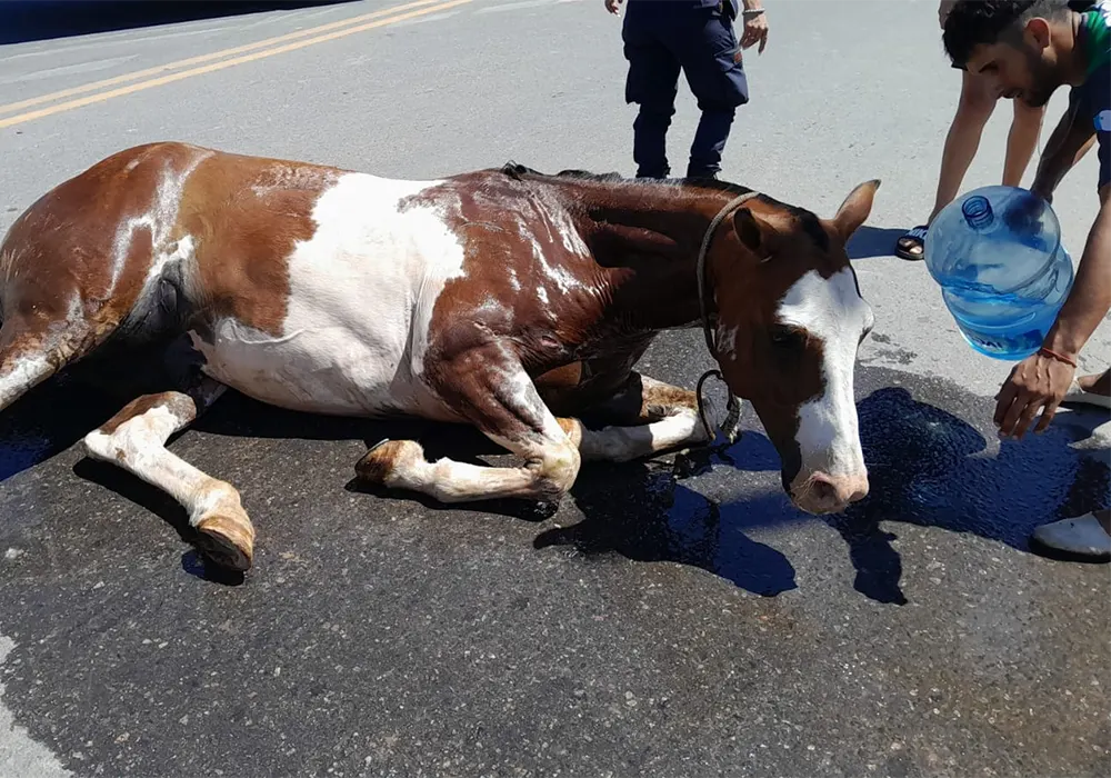 una persona le da agua al caballo atropellado