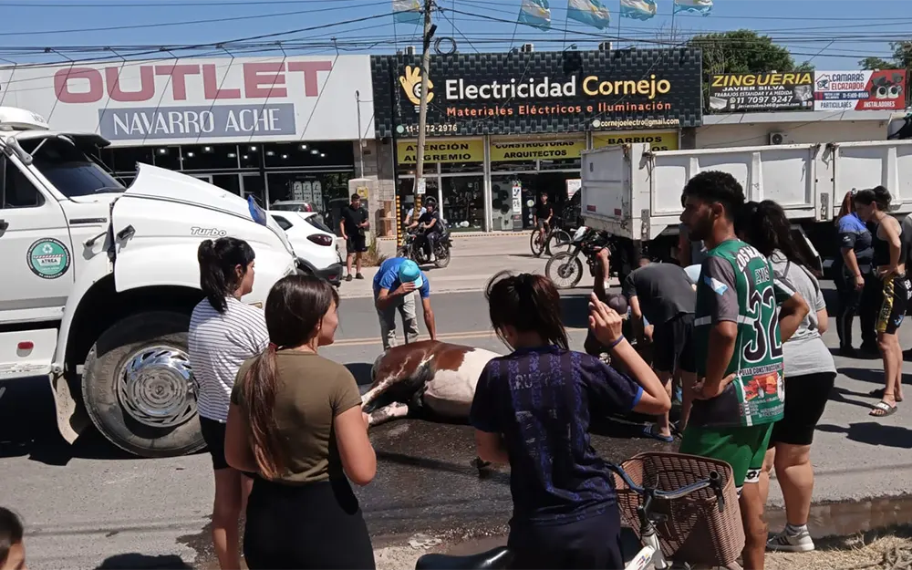 caballo atropellado gente observando al caballo atropellado por el camión