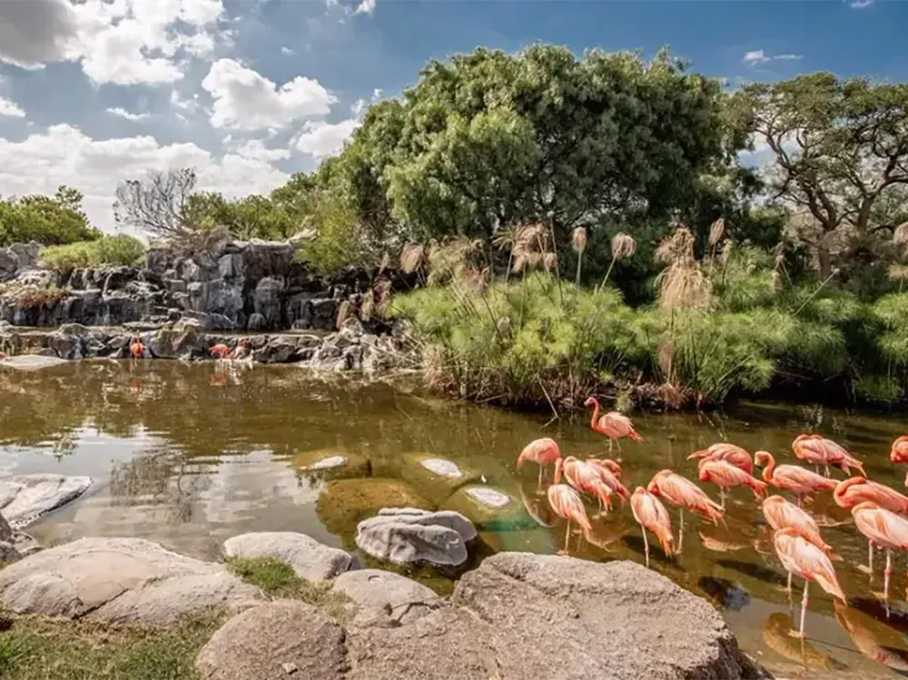 Lugar de las Aves con flamencos rosas en Temaiken