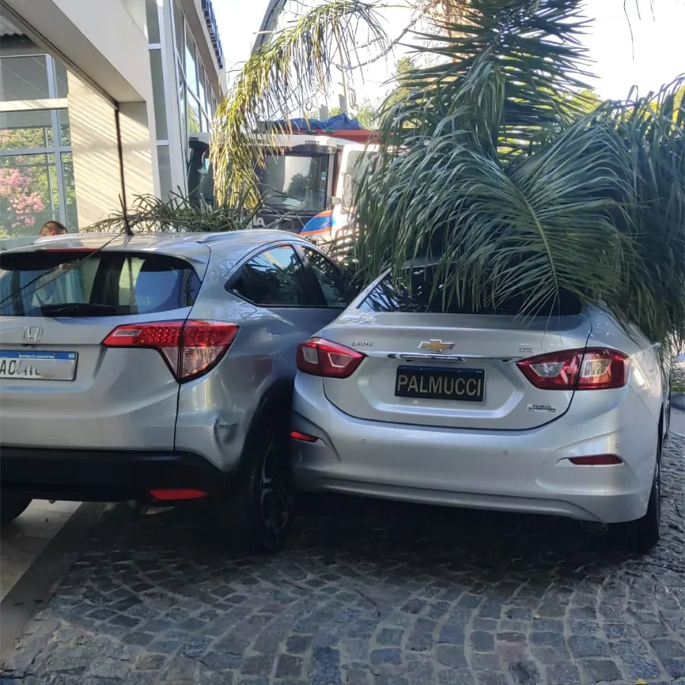 autos debajo de la palmera que tumbo el camion