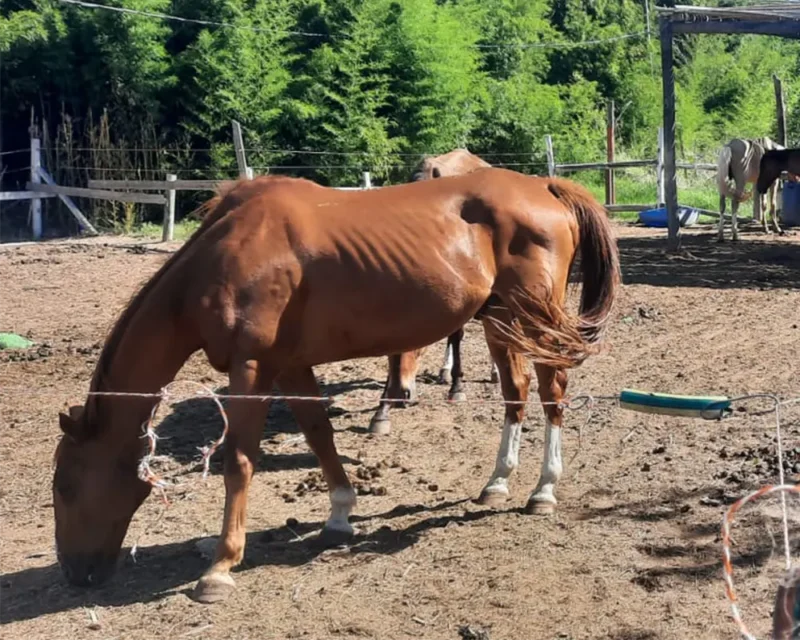 caballos en el haras santa maria