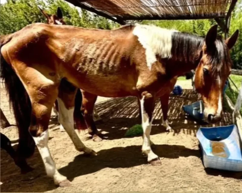 uno de los caballos que presentaba indicios de mala alimentación