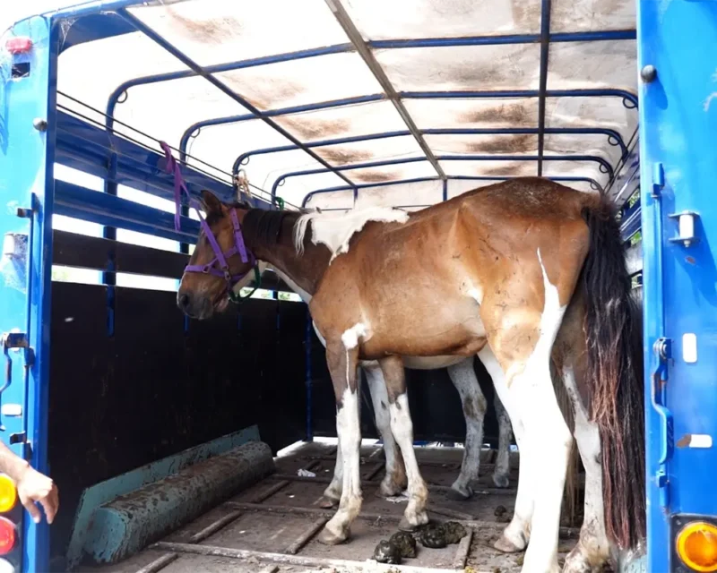 caballos en el haras santa maria
