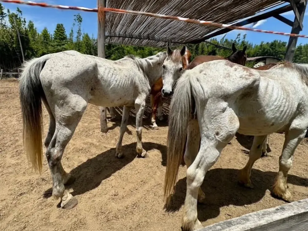 caballos con evidentes signos de maltrato animal