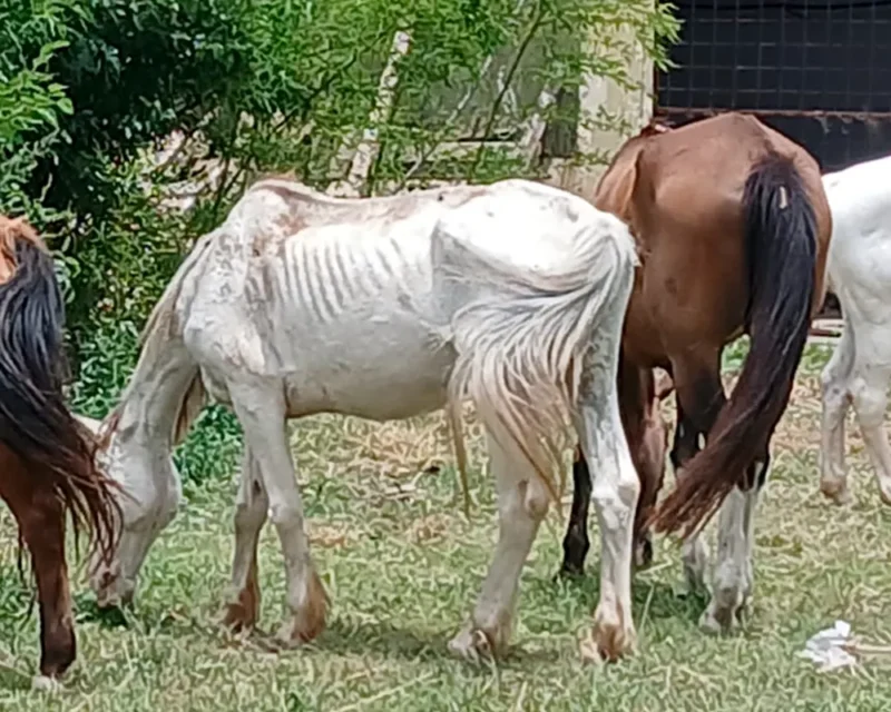 caballos en el haras santa maria