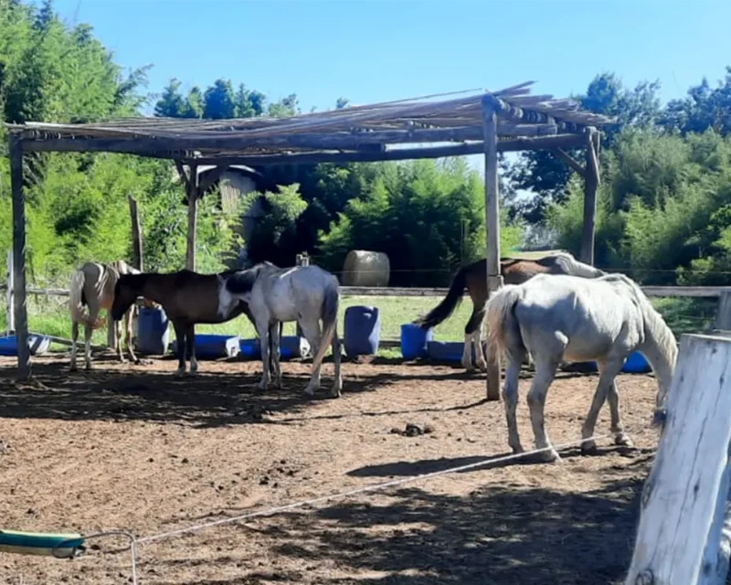 varios caballos en el haras
