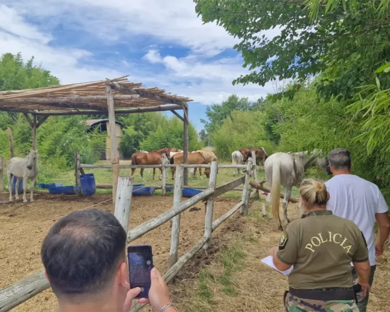 caballos en el haras santa maria
