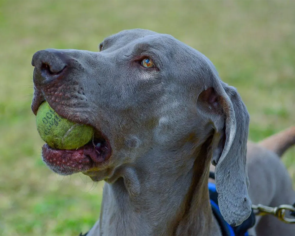 Bruno, con una pelota de tenis en la boca