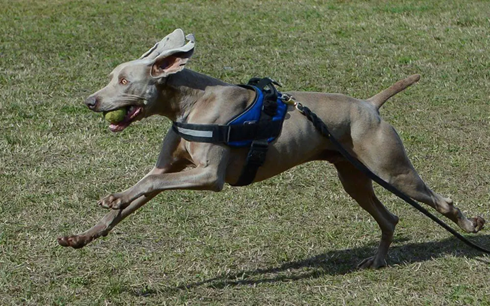 Falleció Bruno, el perro estrella de la Brigada Canina de Escobar