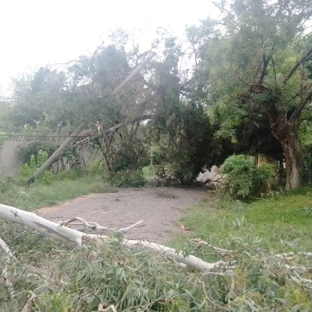 árboles caidos por el temporal en el barrio las glorias de maschwitz