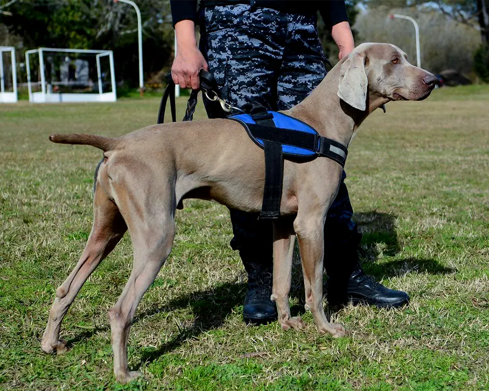 Bruno, el distinguido perro de policía de escobar