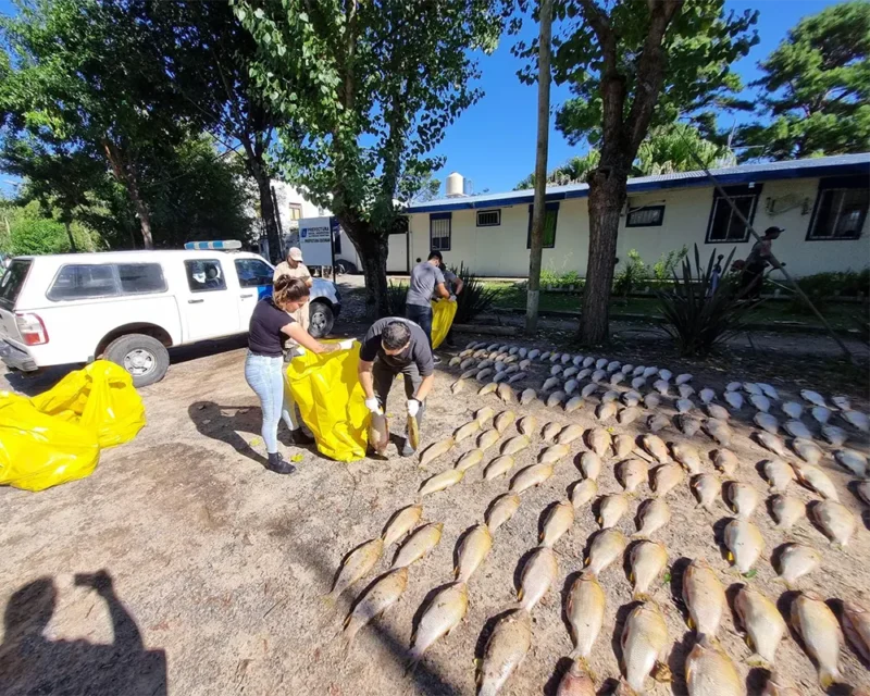 inspectores cuentan el pescado decomisado