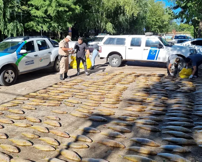 inspectores cuentan el pescado decomisado