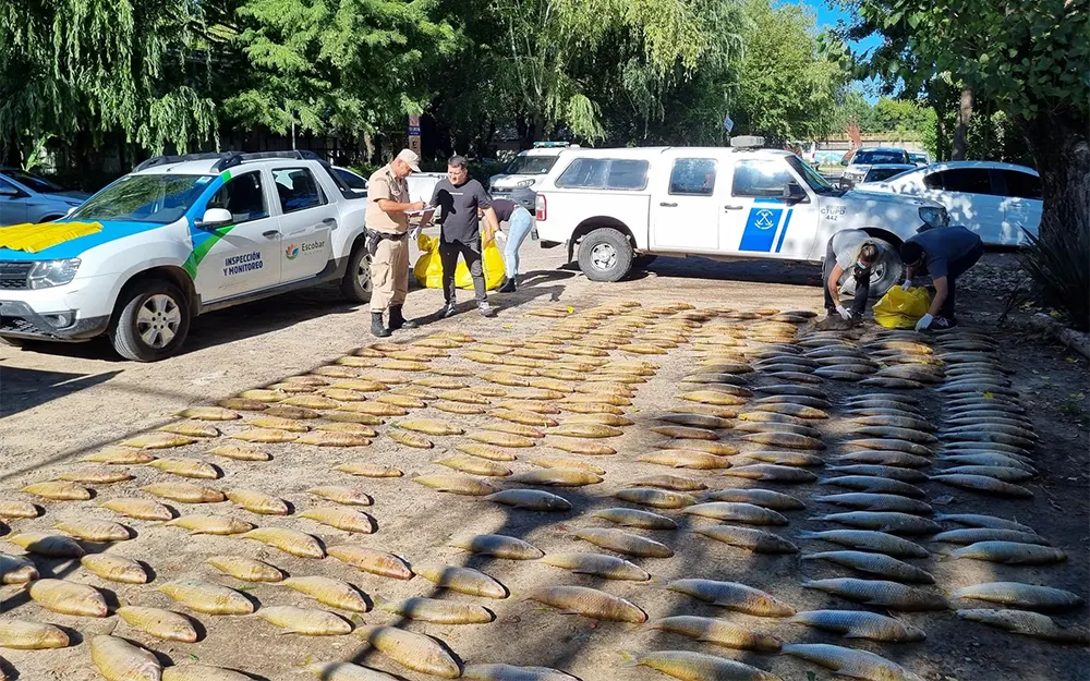 Decomisan 1.200 kilos de pescado que ingresaban a Escobar clandestinamente