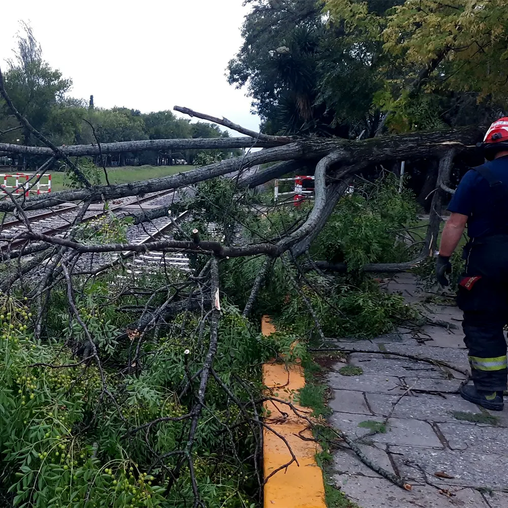árboles caídos por el temporal en Loma Verde