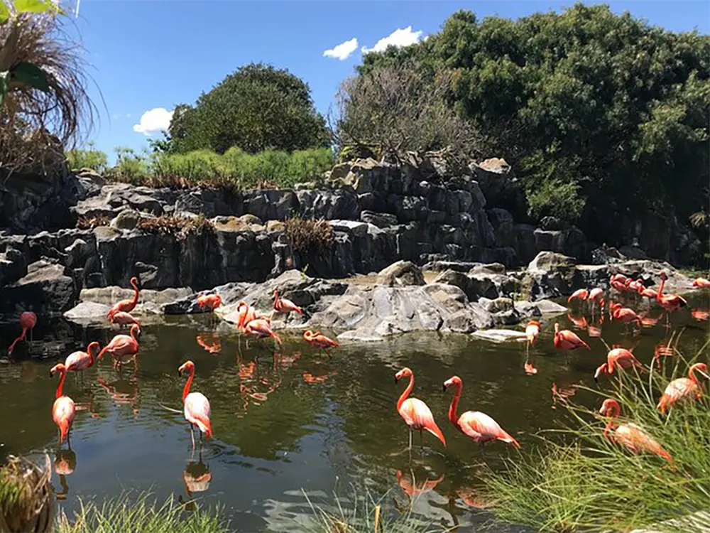 Flamencos en el bioparque Temaikèn