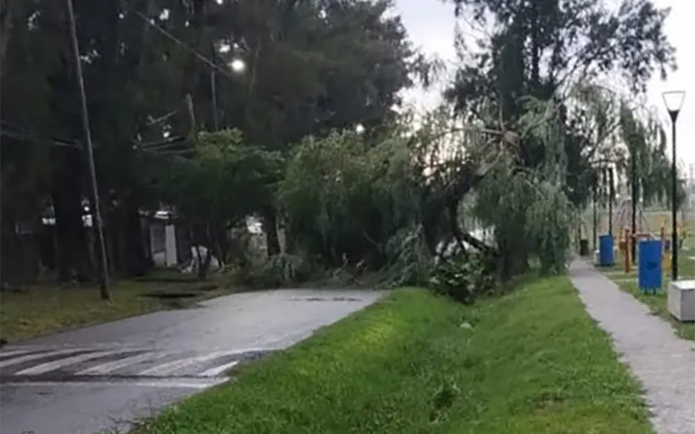 Árboles caídos, voladura de techos y usuarios sin luz por el temporal