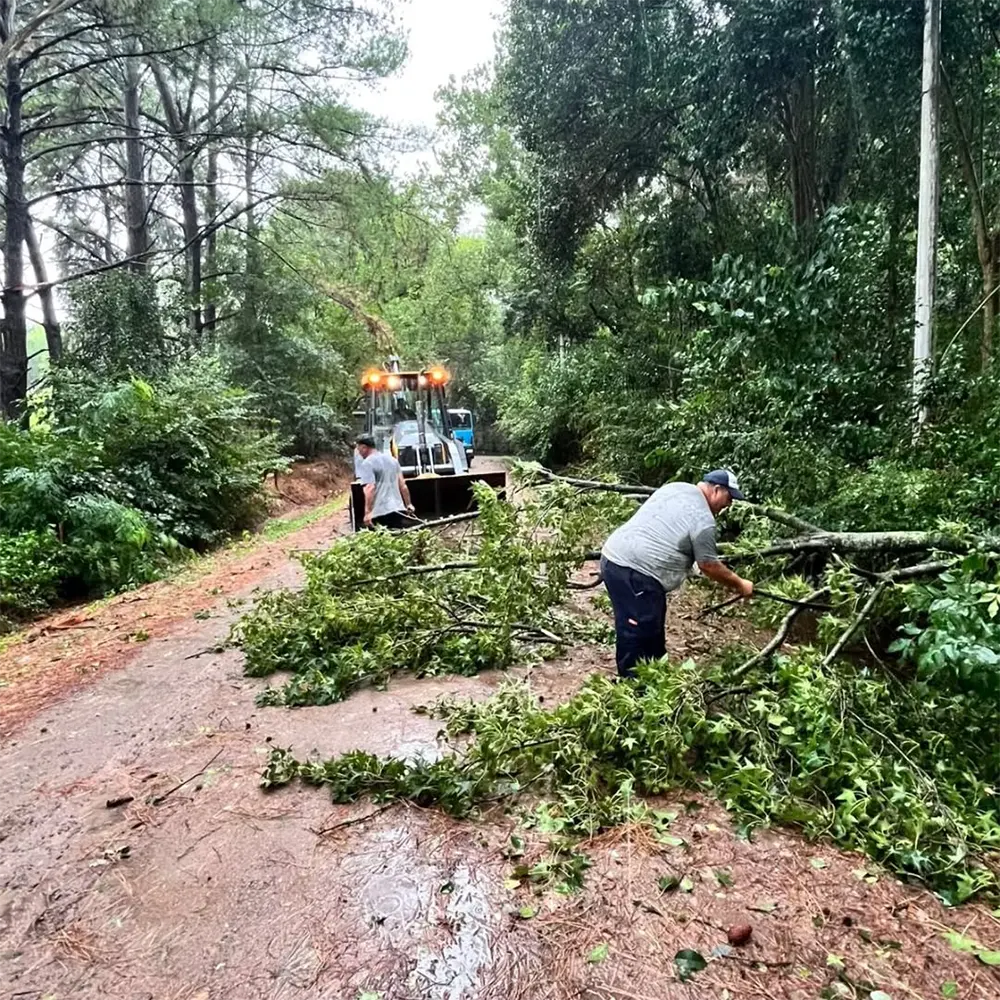árboles caídos por el temporal en Loma Verde
