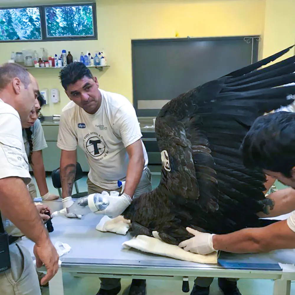 Trabajadores y veterinarios de la Fundación Temaikèn curando un ave herida.