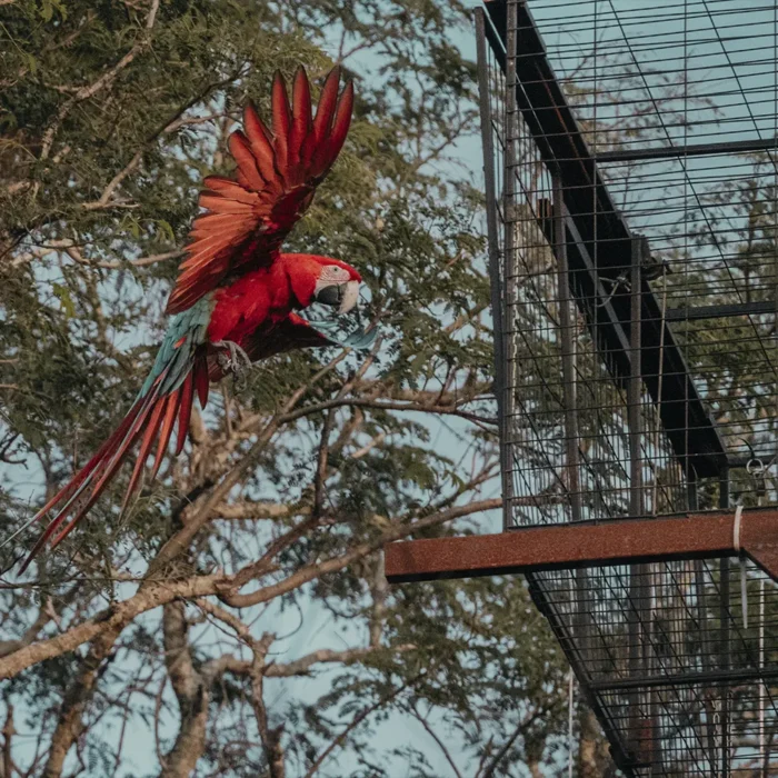 Guacamayo liberado en Corrientes.