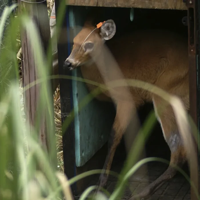 Ciervo rescatado de los pantanos .