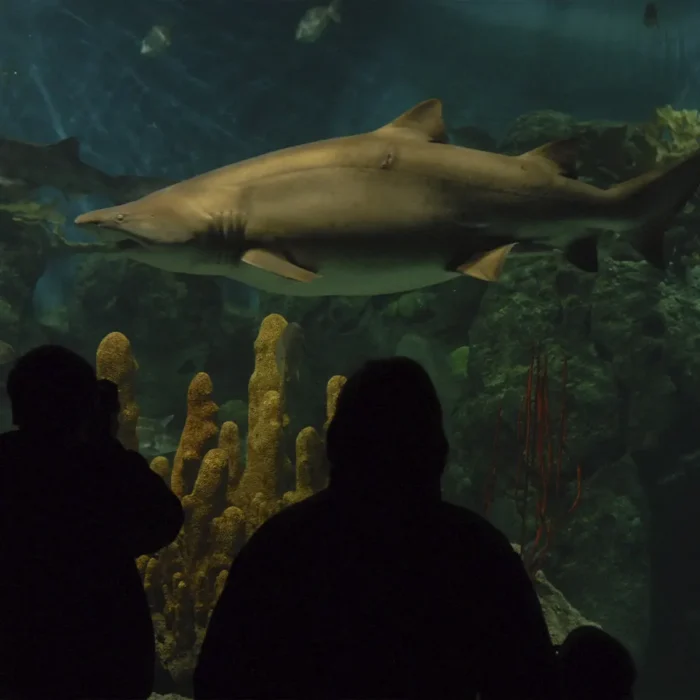 Acuario de mar Nicolas Bovio.