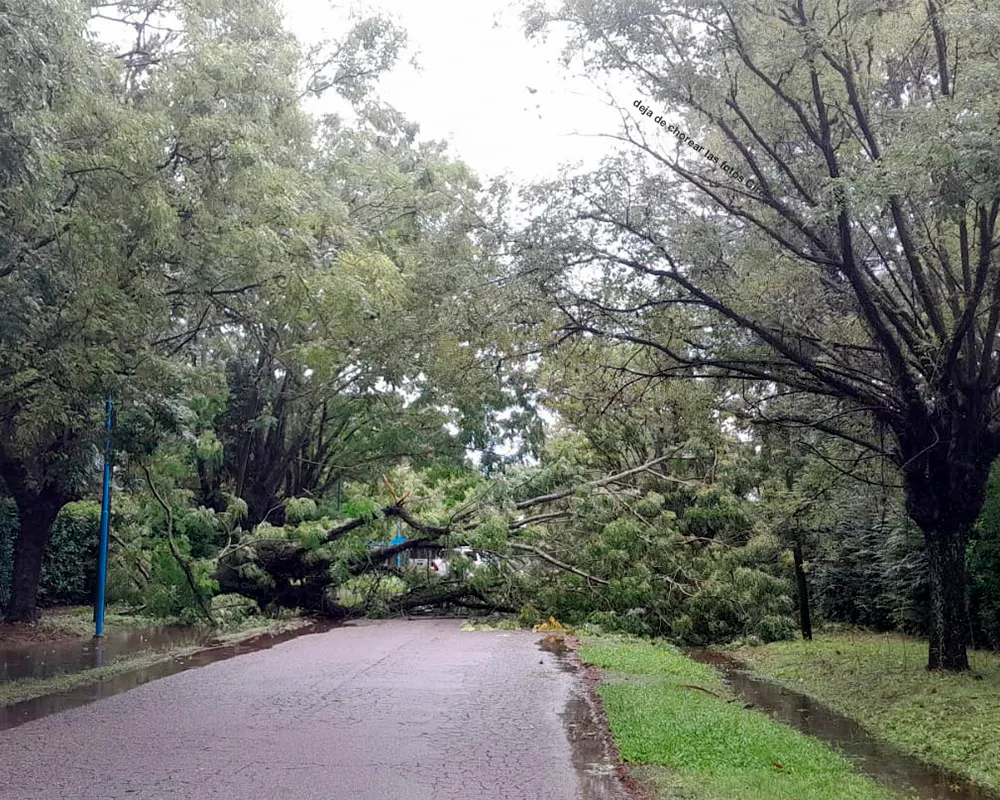 árbol caído en la calle Harris de El Cazador
