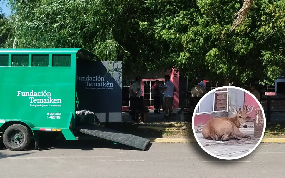 Rescatan a un ciervo de los pantanos herido en la costanera del Paraná