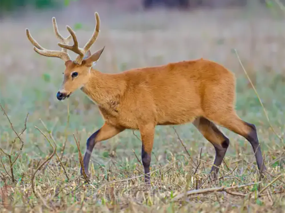 un ciervo de los pantanos en la naturaleza