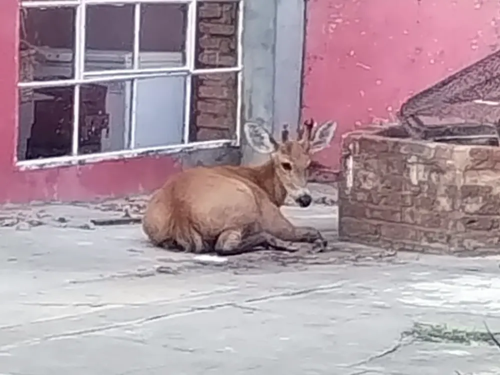 el ciervo de los pantanos rescatado