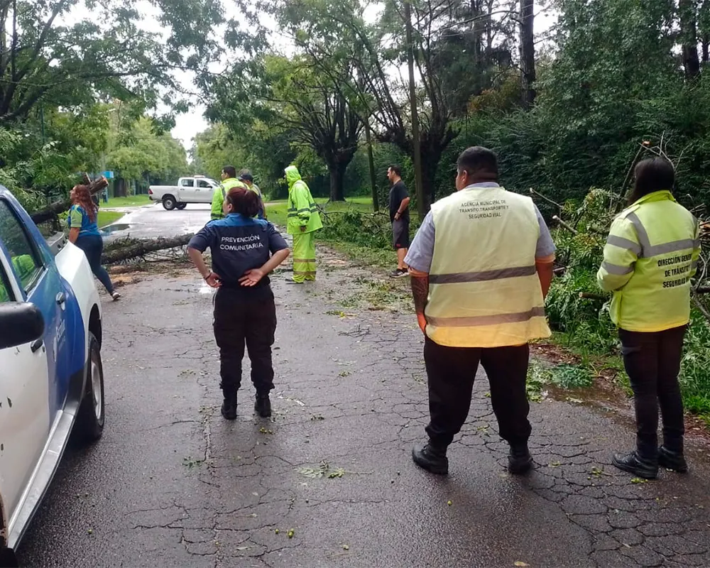 Defensa Civil trabaja en una calle donde cayó un árbol