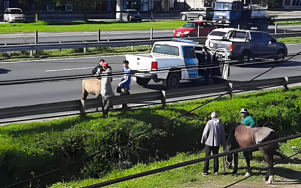 Insólito: un burro subió a la Panamericana y causó importantes demoras