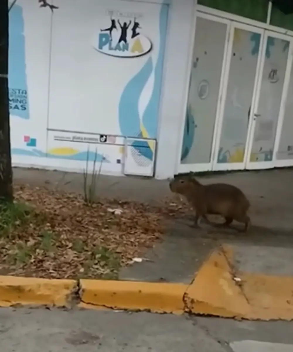 El carpincho caminando por la vereda de la avenida Tapia de Cruz
