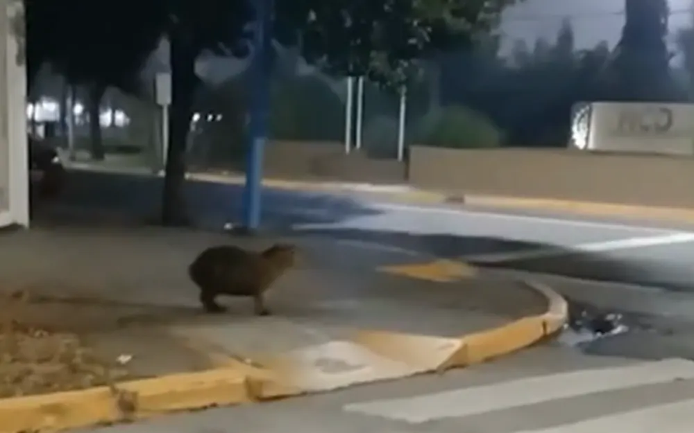 Sorpresa en el centro de Escobar: apareció un carpincho en la avenida Tapia de Cruz