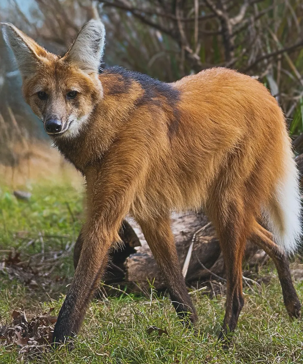 Lobo de crin caminando en el entorno natural de Temaikèn.