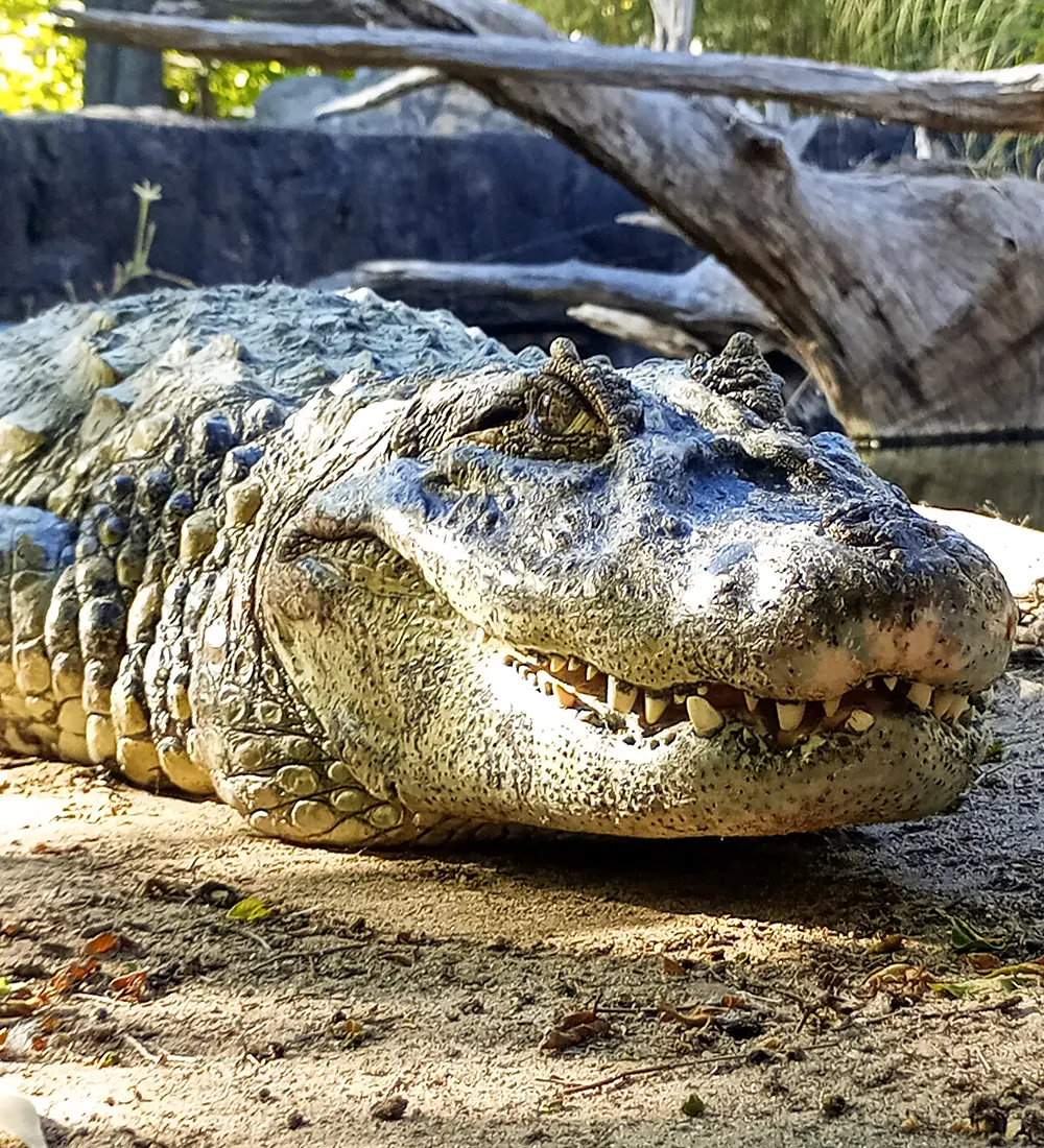 Yacaré al sol en su ambiente dentro de bioparque.