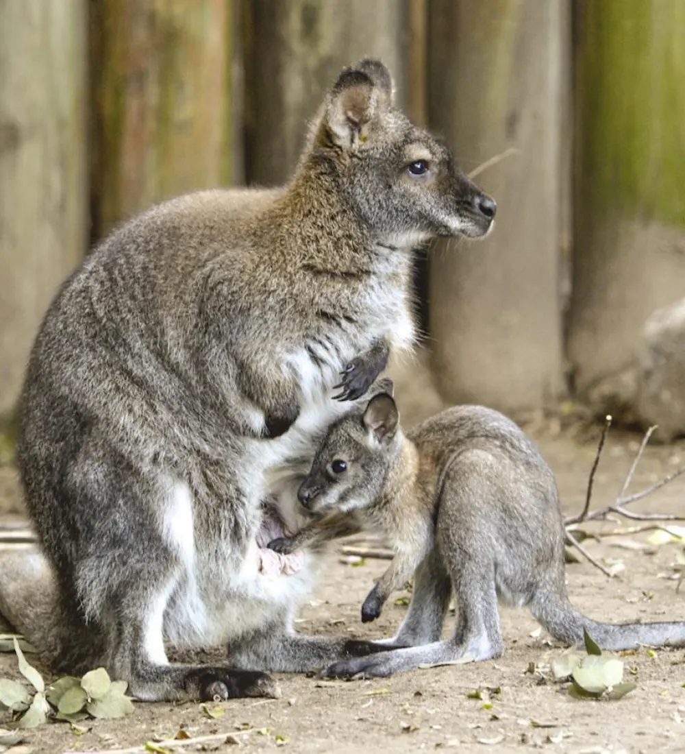 Canguros en el sector Wallabies de Temaikèn, un área con pasto y arboles.