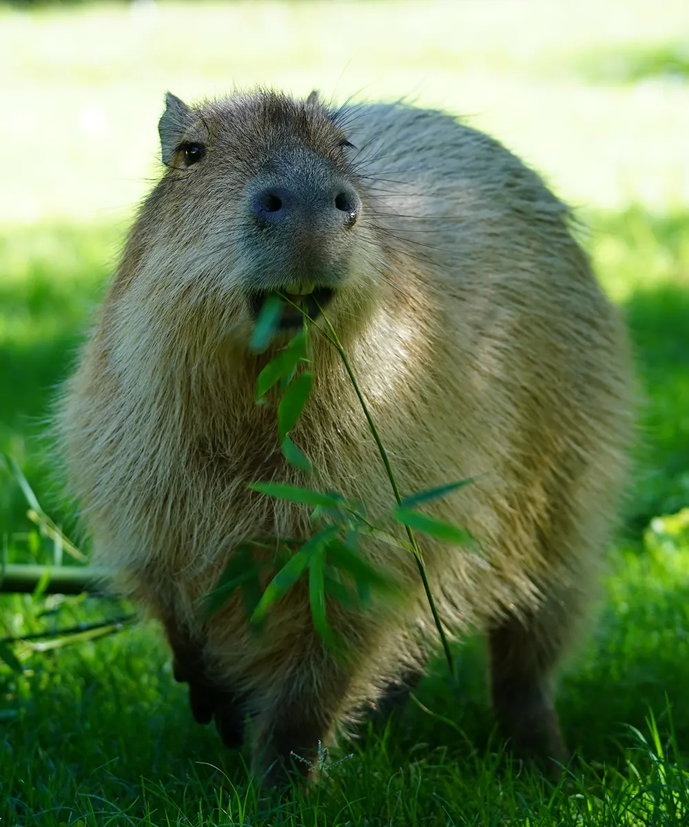 Carpincho comiendo pasto en Temaikèn.