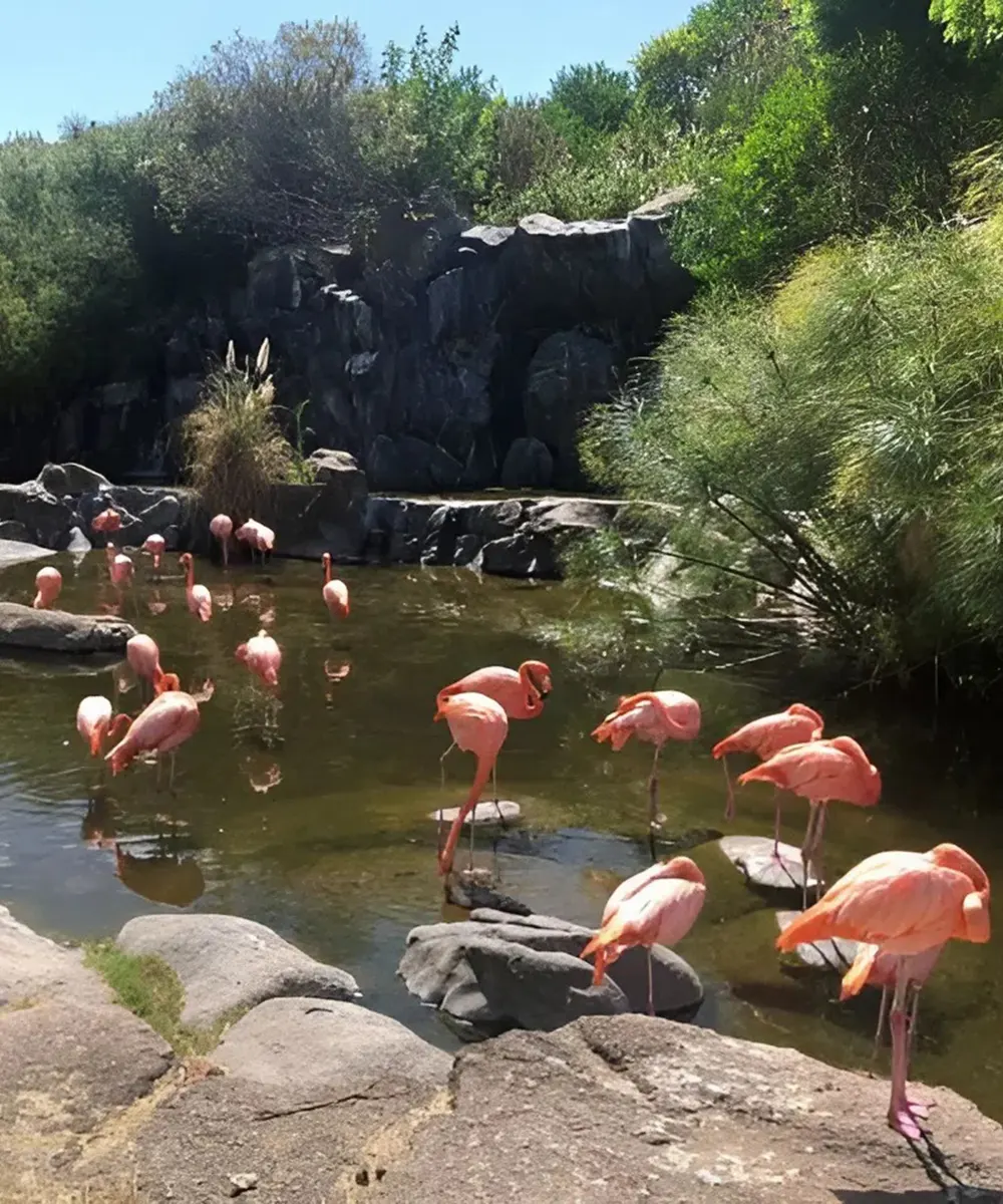 Flamencos rosados en el aviario de Temaikèn rodeados de agua y vegetación natural.