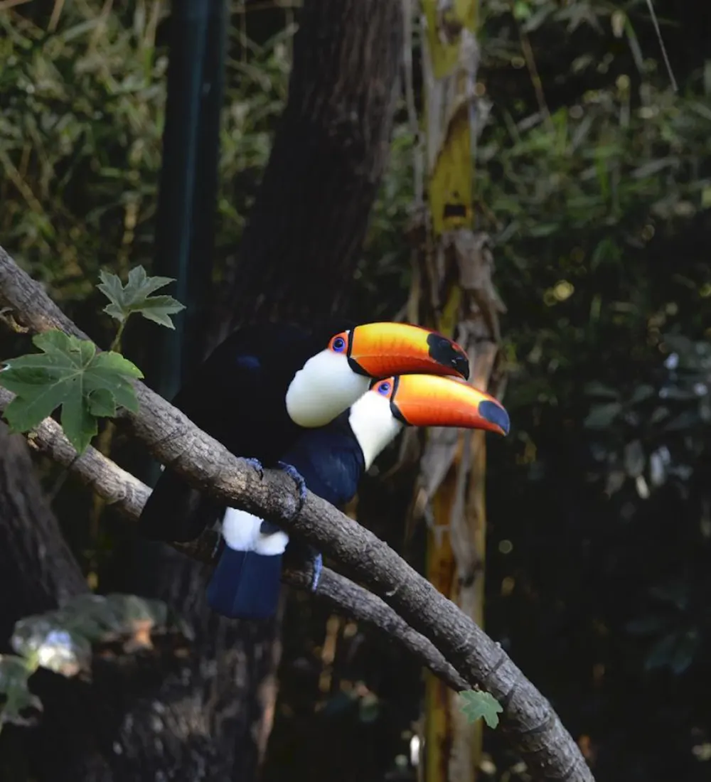 Tucanes en el sector aviario posados en las ramas de los árboles.
