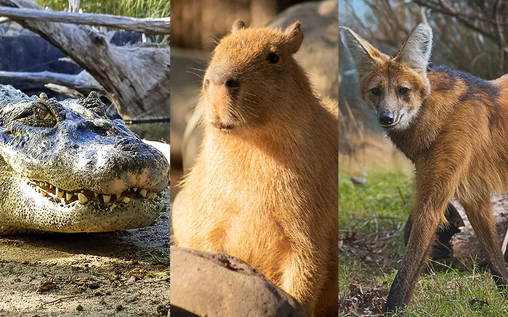 Yacarés, carpinchos y el lobo de crin: las nuevas atracciones de Temaikèn