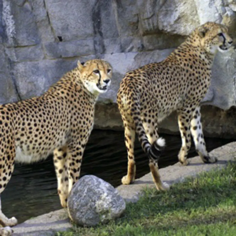 Dos ejemplares de yaguaretés de pie en el sector de la Selva Paranaense del parque.