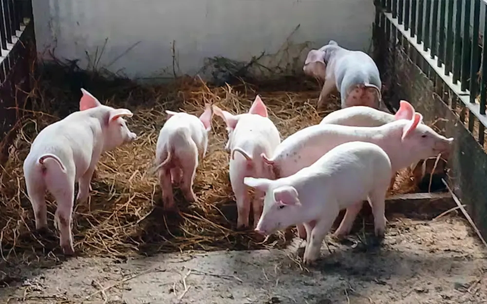 Triquinosis: confirman cinco casos en Escobar y hay alerta sanitaria